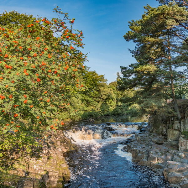 Rowan Tree at Low Force