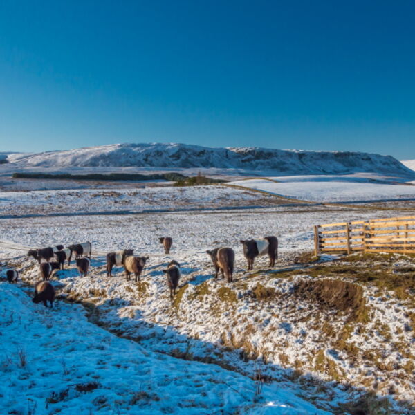 Birk Rigg Belties in Snow