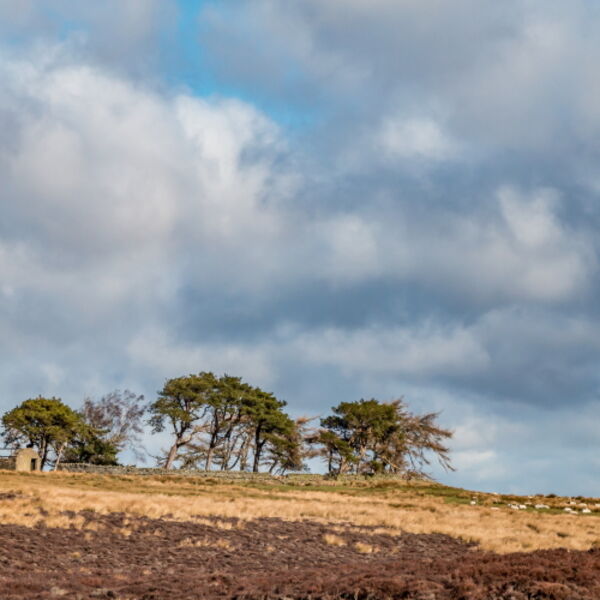 Scarney Hill, Romaldkirk Moor