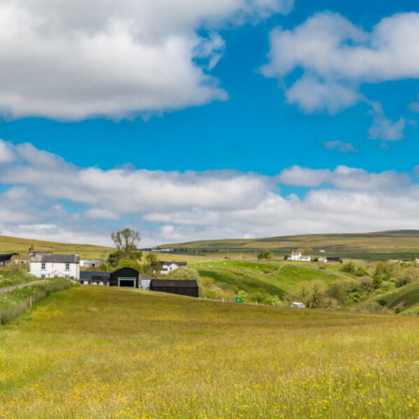 Summer Meadows in Ettersgill