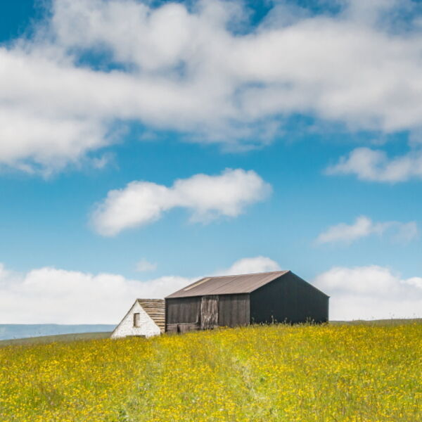 Barns in a Hay Meadow