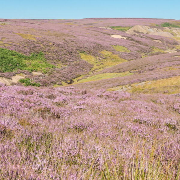 Little Eggleshope Heather