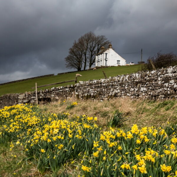 Roadside Daffs at Gillett