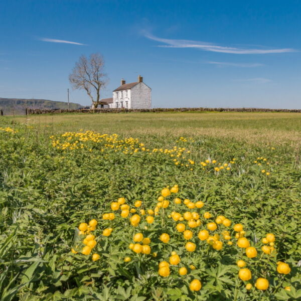 Globe Flowers at New House