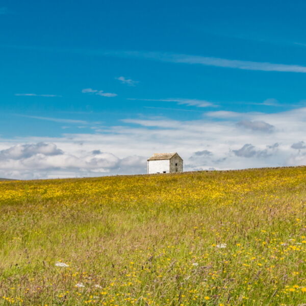 Barn in a Summer Meadow