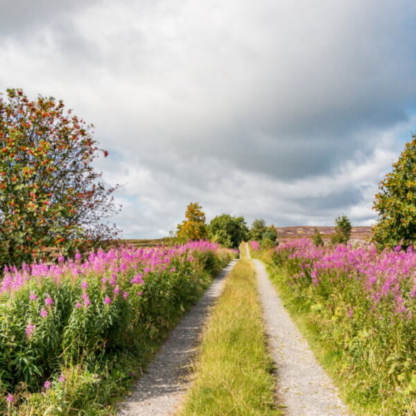 Botany Road, Romaldkirk Moor