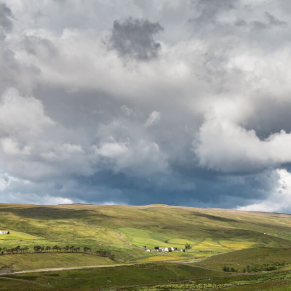 Harwood Sunshine and Shadows