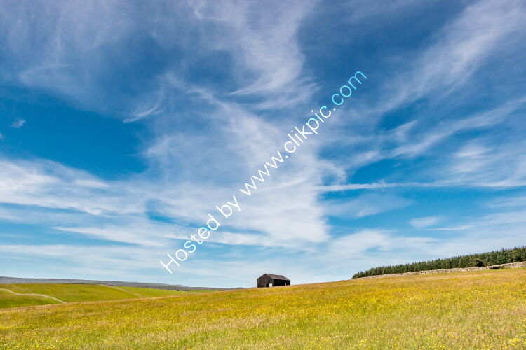 Barn in a Summer Meadow