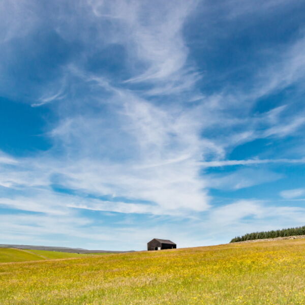 Barn in a Summer Meadow