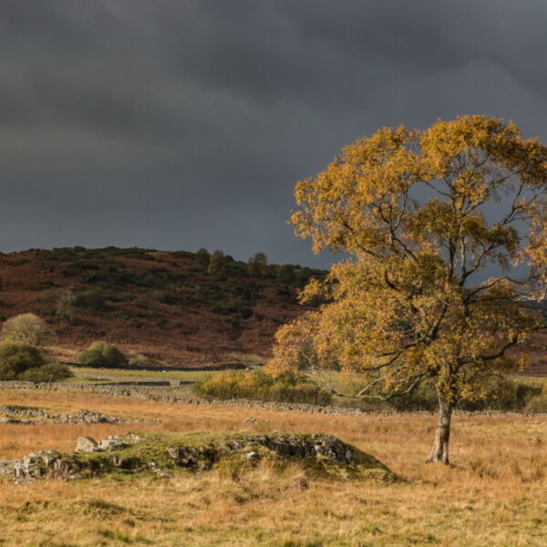 Golden Birch near Holwick
