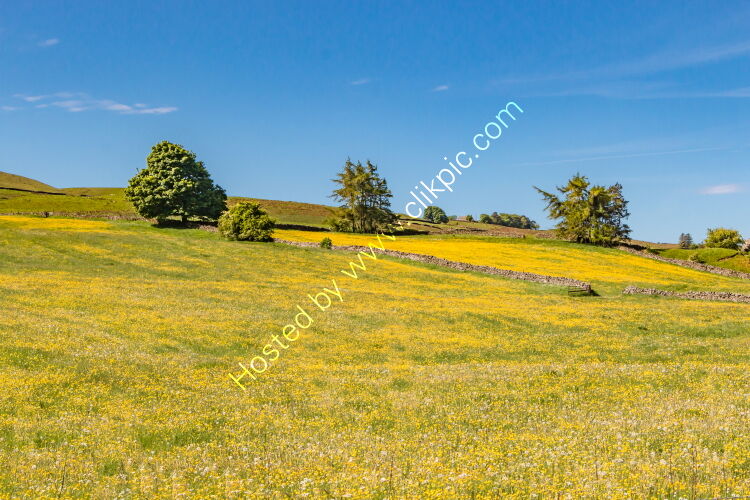Buttercup Meadows at Mickleton