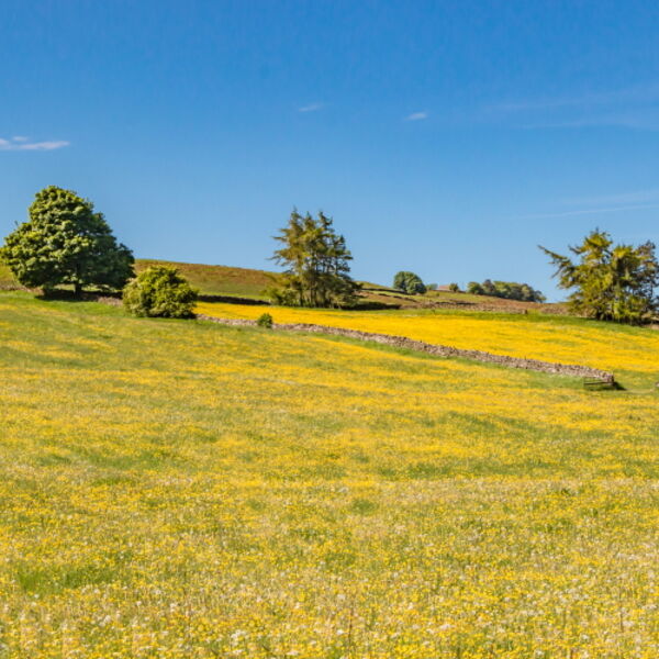 Buttercup Meadows at Mickleton