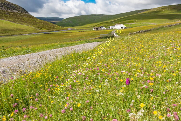 Wild Flower Meadows at Widdybank Farm