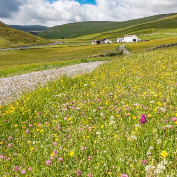 Wild Flower Meadows at Widdybank Farm