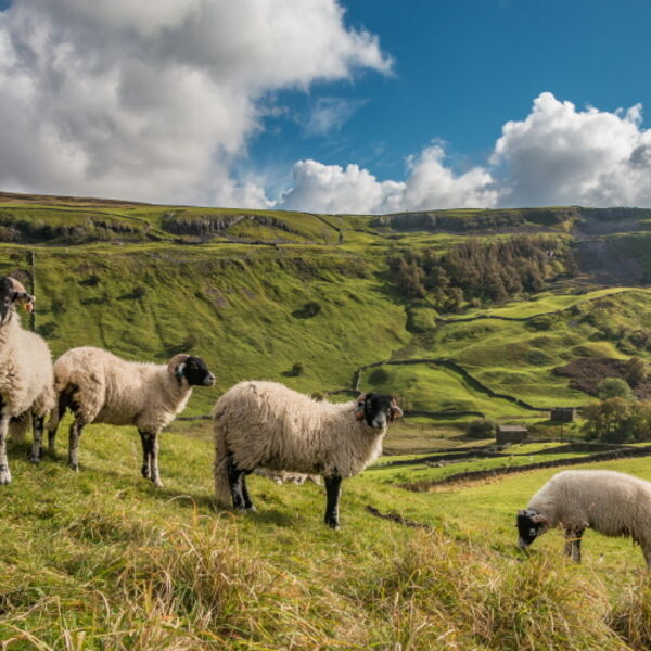 Swaledales in Swaledale
