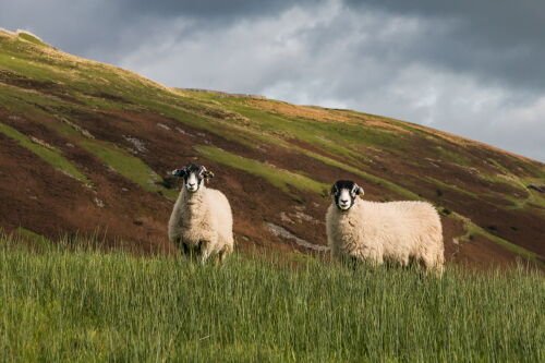 Swaledales and Kisdon Hill