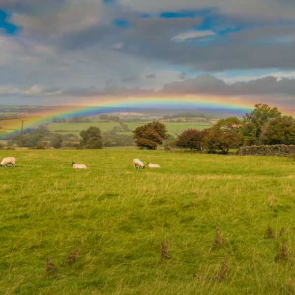 Grazing Under the Rainbow