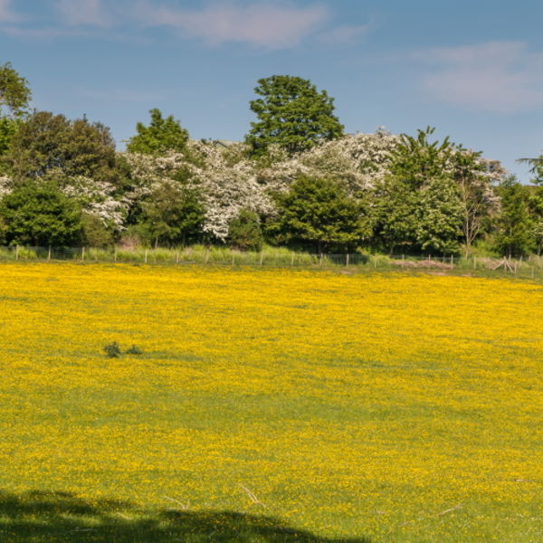 Buttercup Meadow