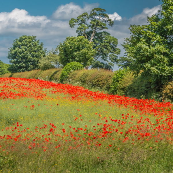 Vivid red poppies amongst a maturing oil seed rape crop