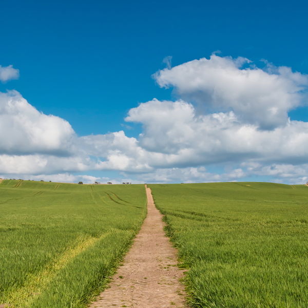 Through the Wheat to the Sky