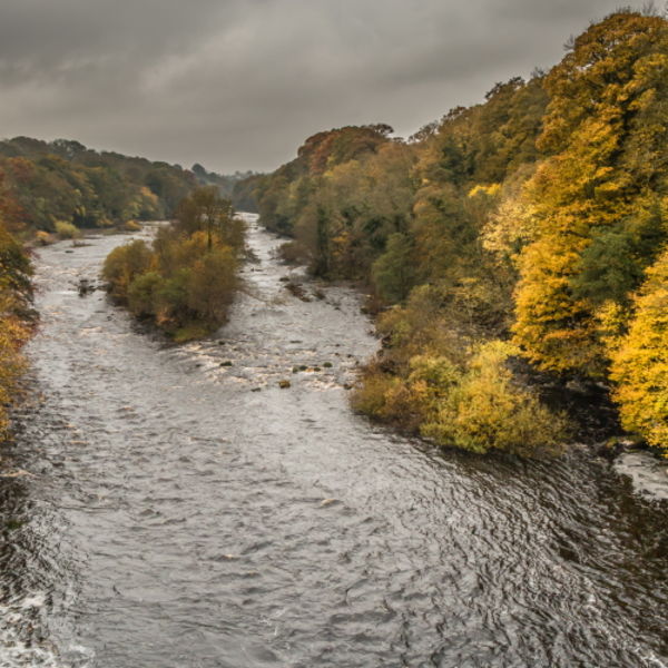 Autumn on the River Tees at Winston