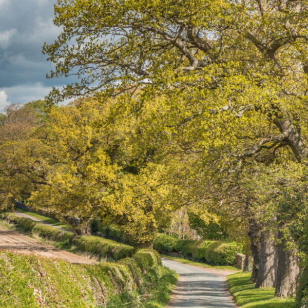 Spring Oaks at Thorpe (1)