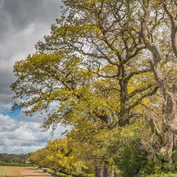 Spring Oaks at Thorpe (2)