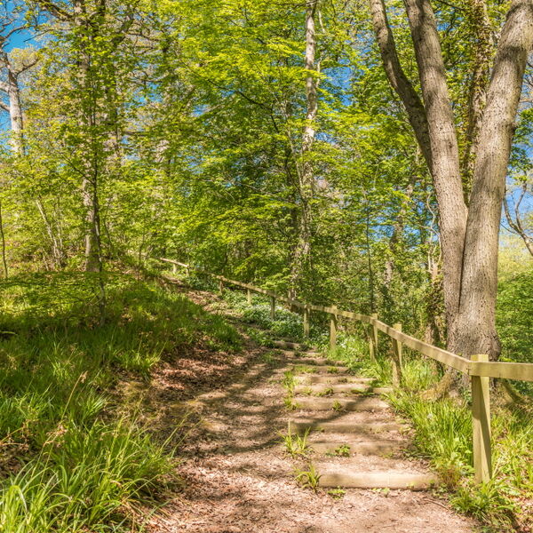 Stairway Through The Woods (Spring)