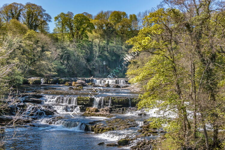 Aysgarth Upper Falls in Spring Sunshine