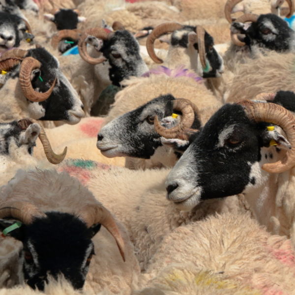 A Spectrum of Swaledales