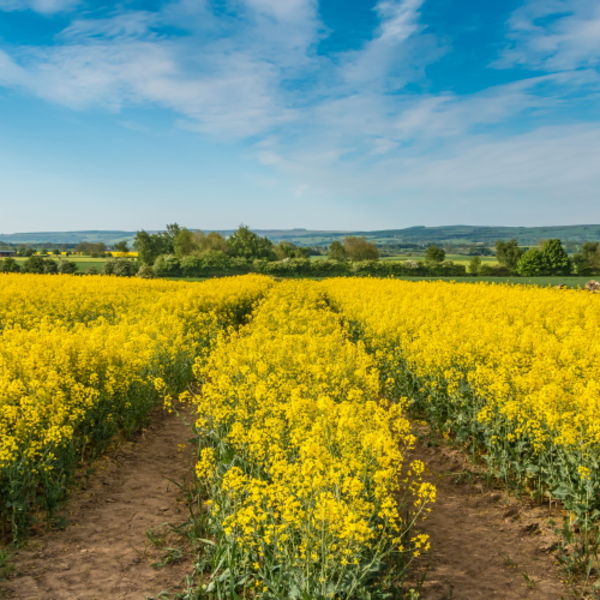 Tramlines through the Rape