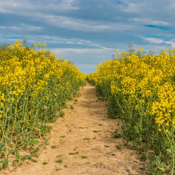 Tramline through the Rape