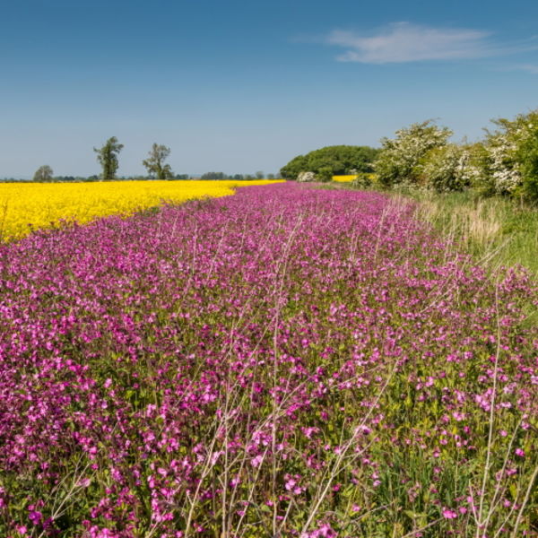 Yellow Rape and Pink Campion