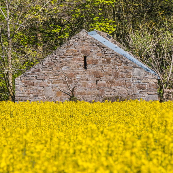 Old Barn and Flowering Rape