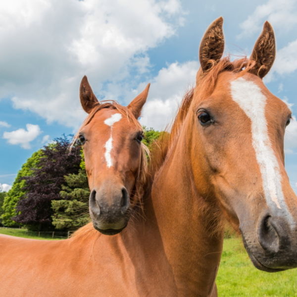 Braveheart and Molly