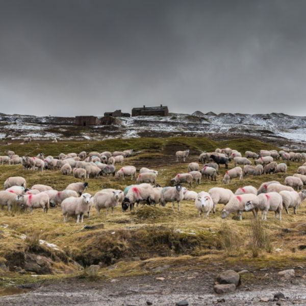 Winter Feeding at Coldberry