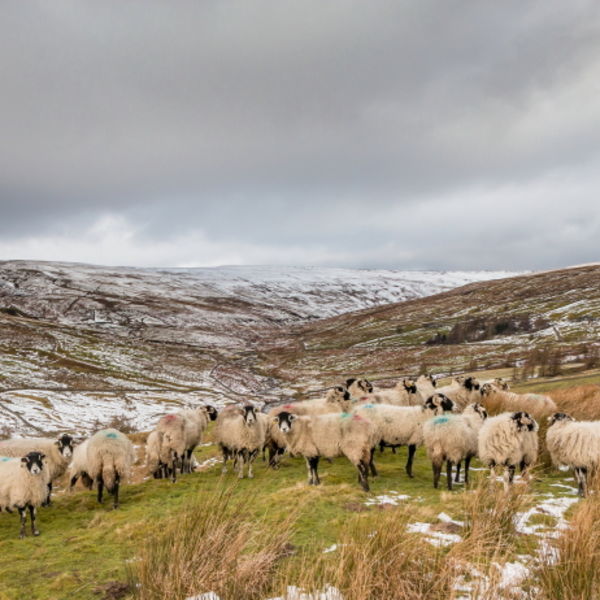 Swaledales in the Hudes Hope