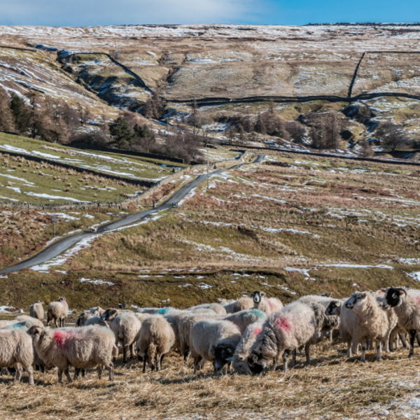 Winter Feeding at Coldberry