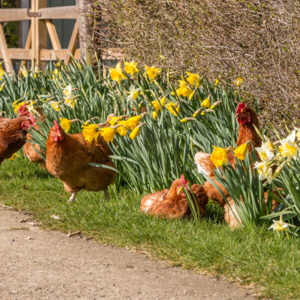 Spring Chickens