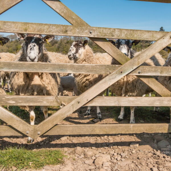 This Really IS a 5-Baa Gate