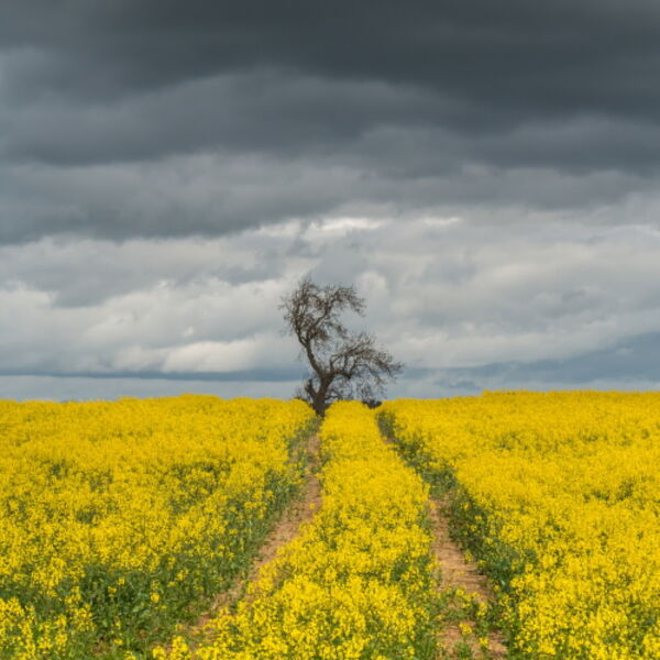 OSR Crop with Dramatic Light and Sky
