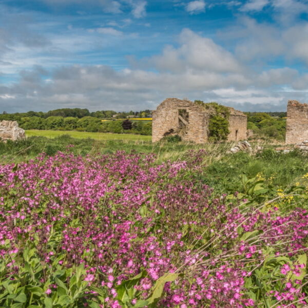 Ruined Barns and Red Campion