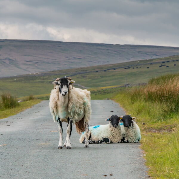The Two of Ewe