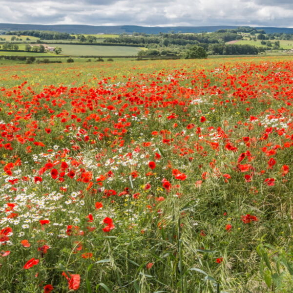 Poppies and Ox-Eye Daisies