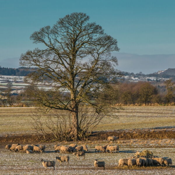 Winter Feeding and Grazing at Hutton Hall Farm