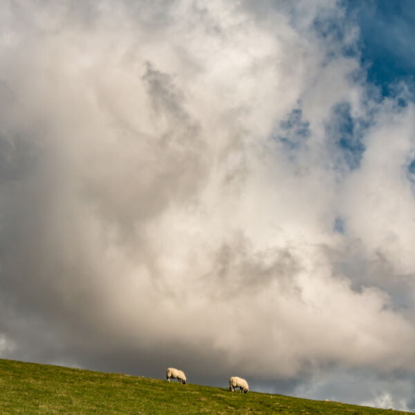 Sheep May Safely Graze