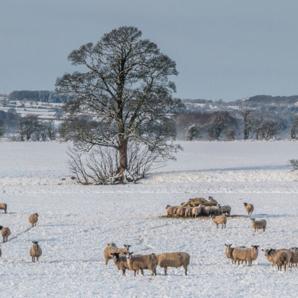 Winter at Hutton Hall Farm