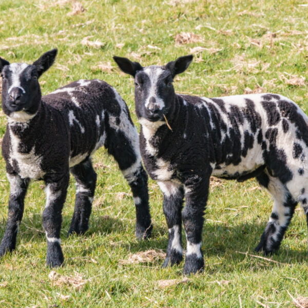 Dutch Spotted Lambs