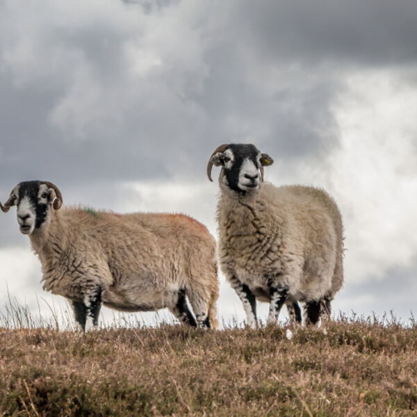 The Observer Corps Keeping Watch