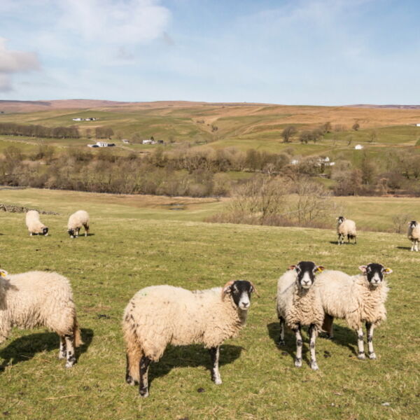 The Bleatles at Holwick